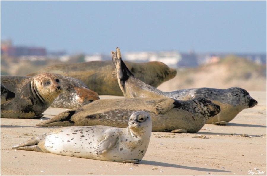 Paddle - Vue Mer - 100M Plage Berck Екстер'єр фото
